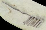 Crinoid (Agaricocrinus) Fossil - Indiana #99942-2